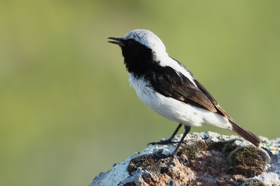Aksırtlı kuyrukkakan
