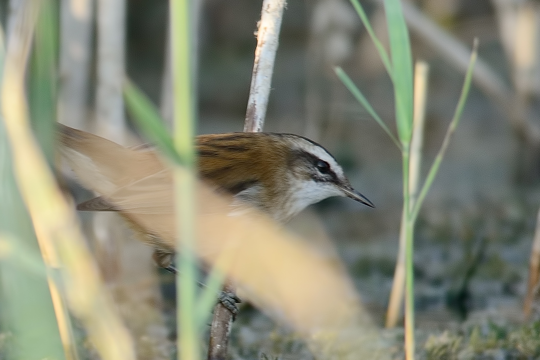 Bıyıklı kamışçın