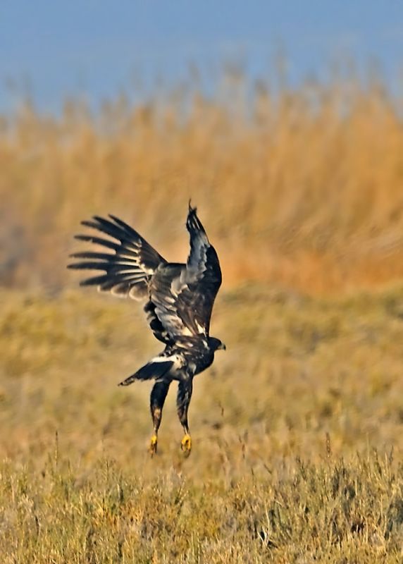 Büyük orman kartalı