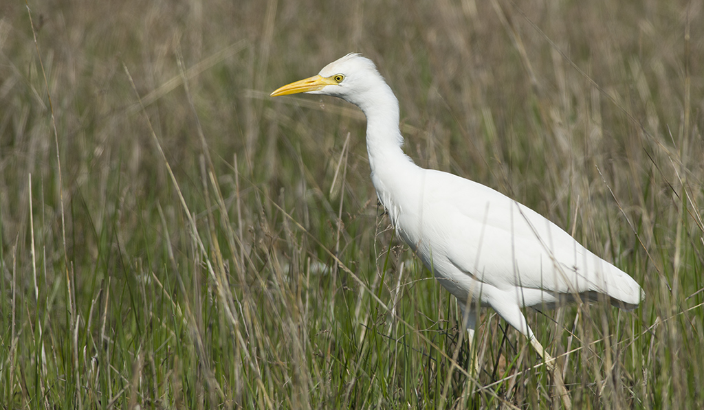 Sığır balıkçılı