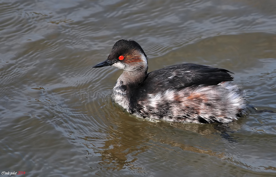 Karaboyunlu batağan