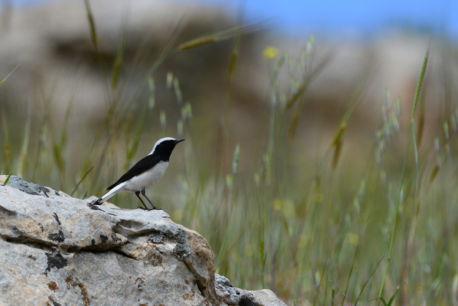 Aksırtlı kuyrukkakan