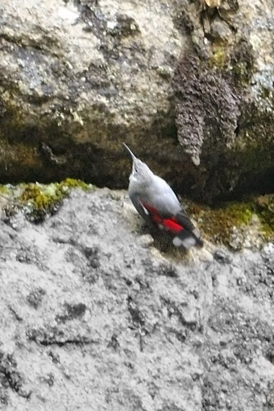 Duvar tırmaşıkkuşu