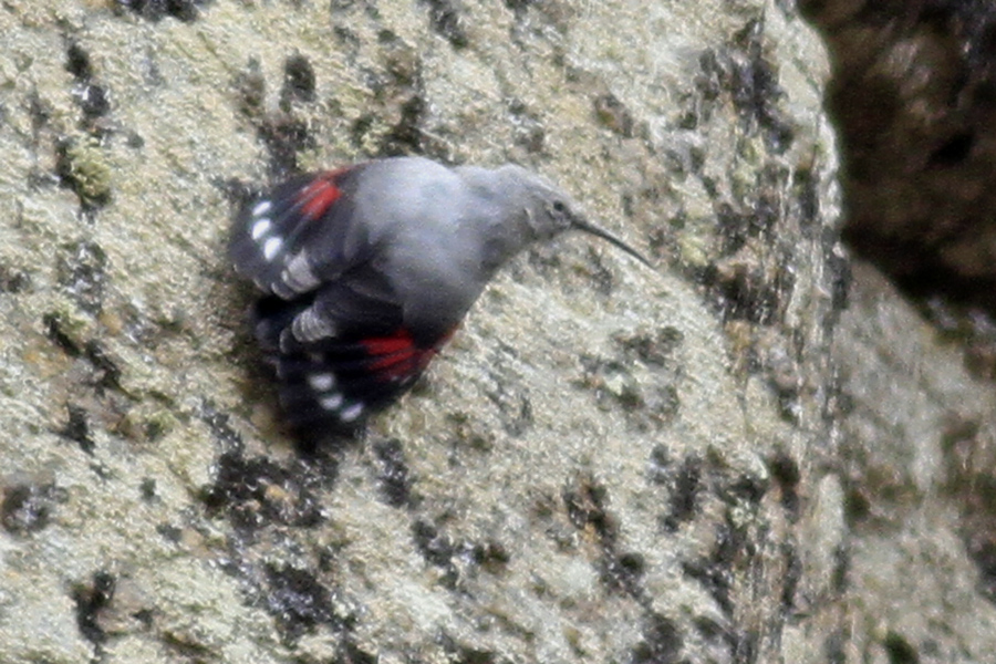 Duvar tırmaşıkkuşu