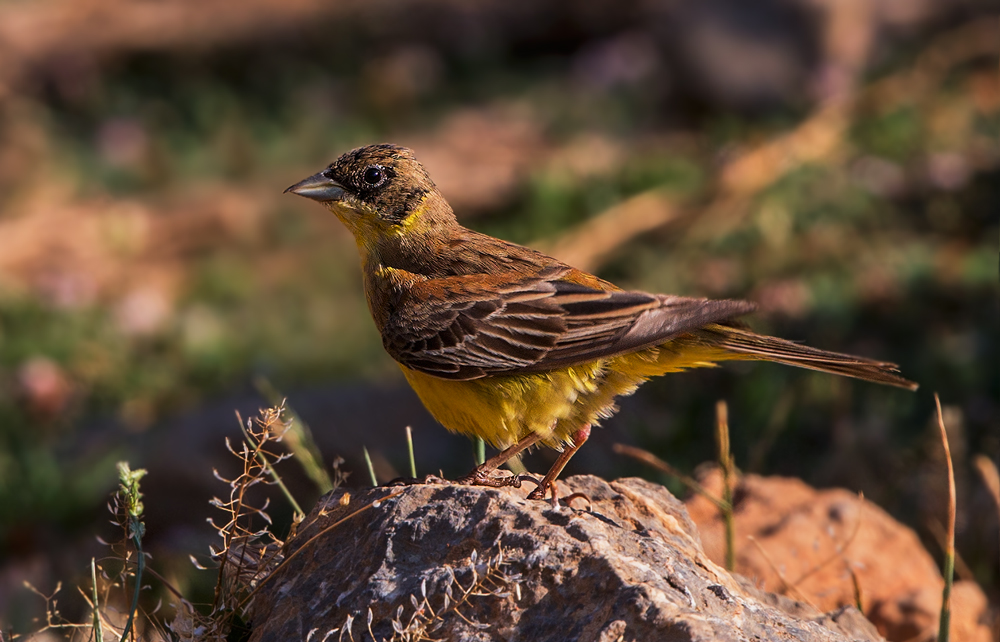 Karabaşlı kirazkuşu