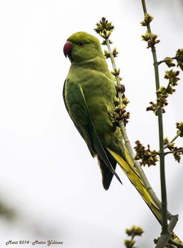 Yeşil papağan