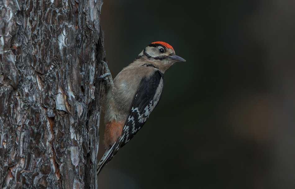 Orman alaca ağaçkakanı