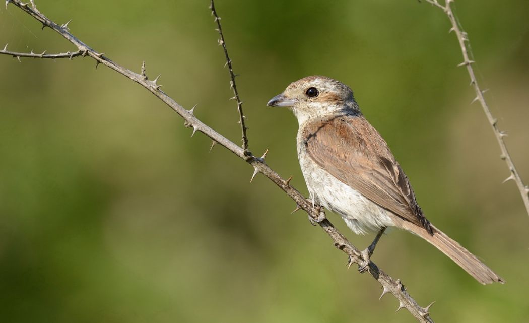 Kızılsırtlı örümcekkuşu