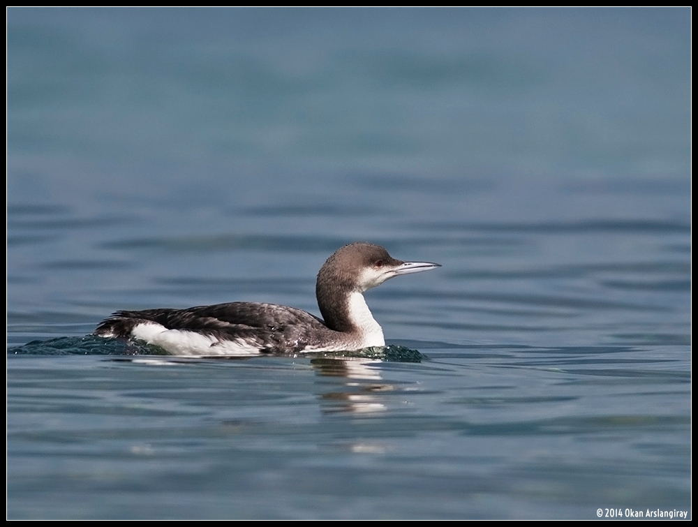Karagerdanlı dalgıç