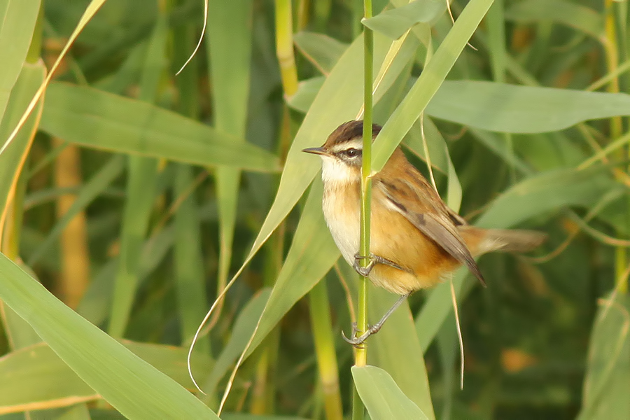Bıyıklı kamışçın