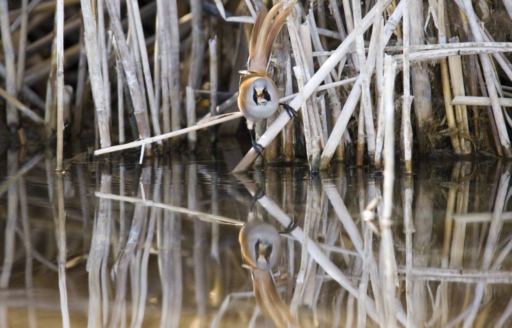 Bıyıklı baştankara