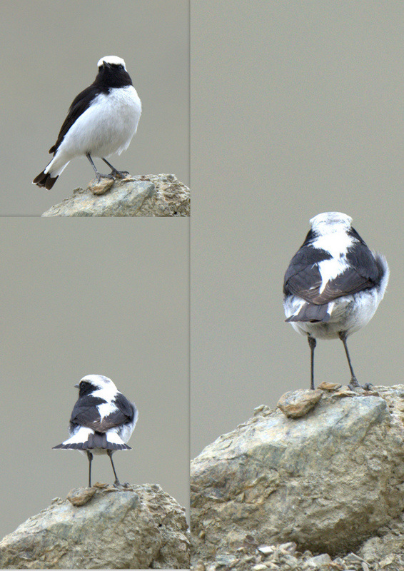 Aksırtlı kuyrukkakan