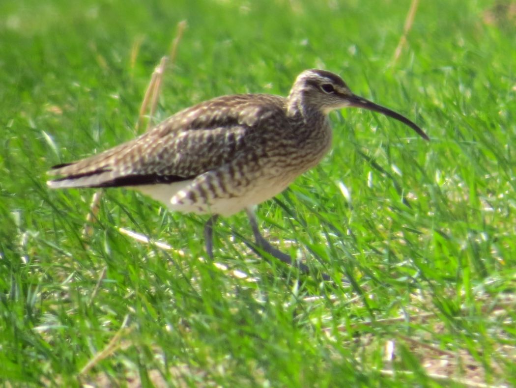 Sürmeli kervançulluğu