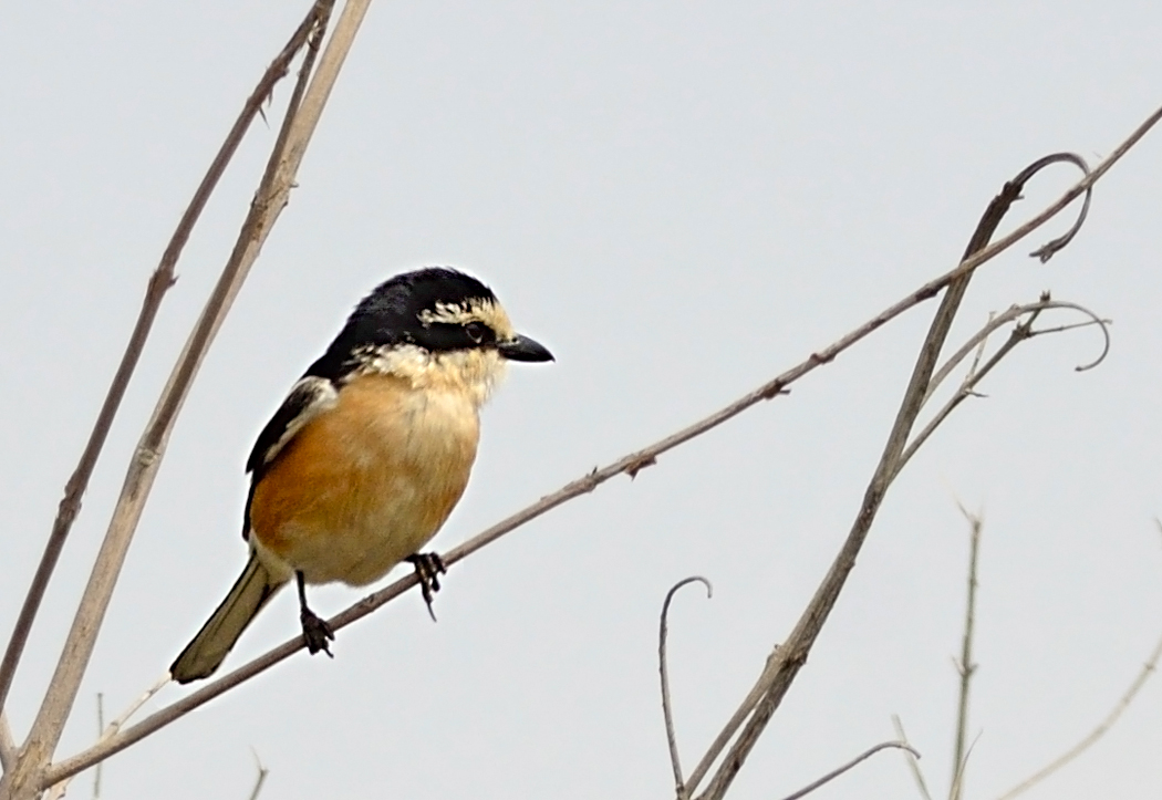 Maskeli örümcekkuşu