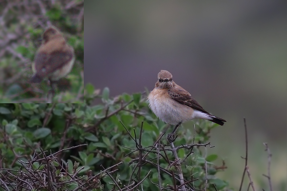 Karakulaklı kuyrukkakan