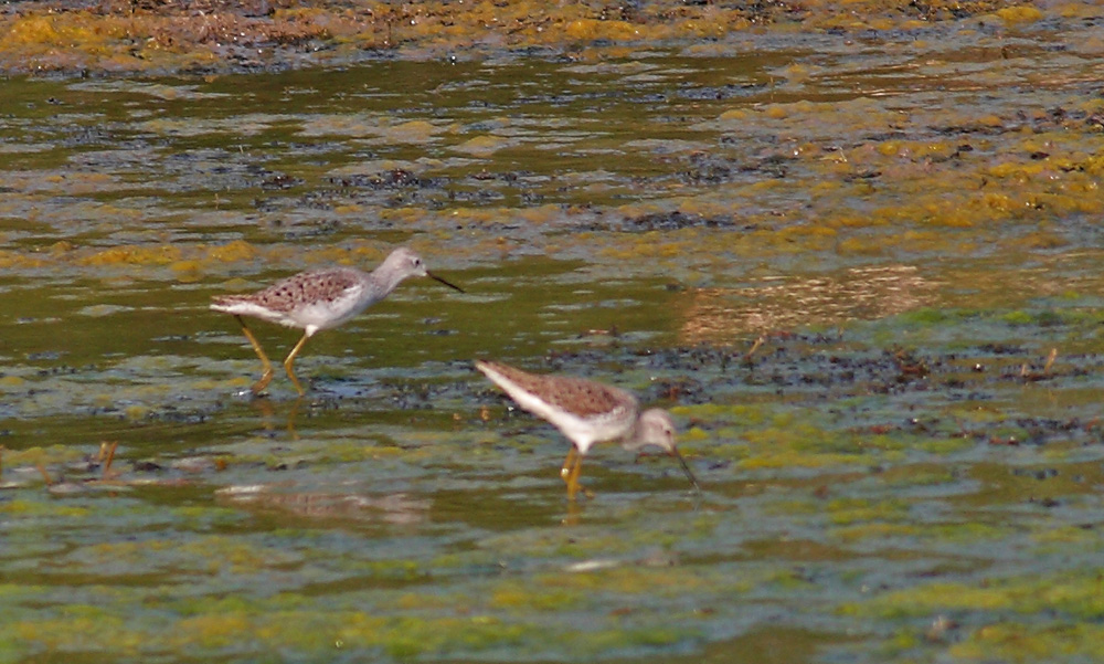 Bataklık düdükçünü