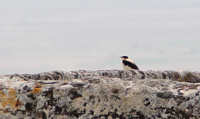 Karakulaklı kuyrukkakan