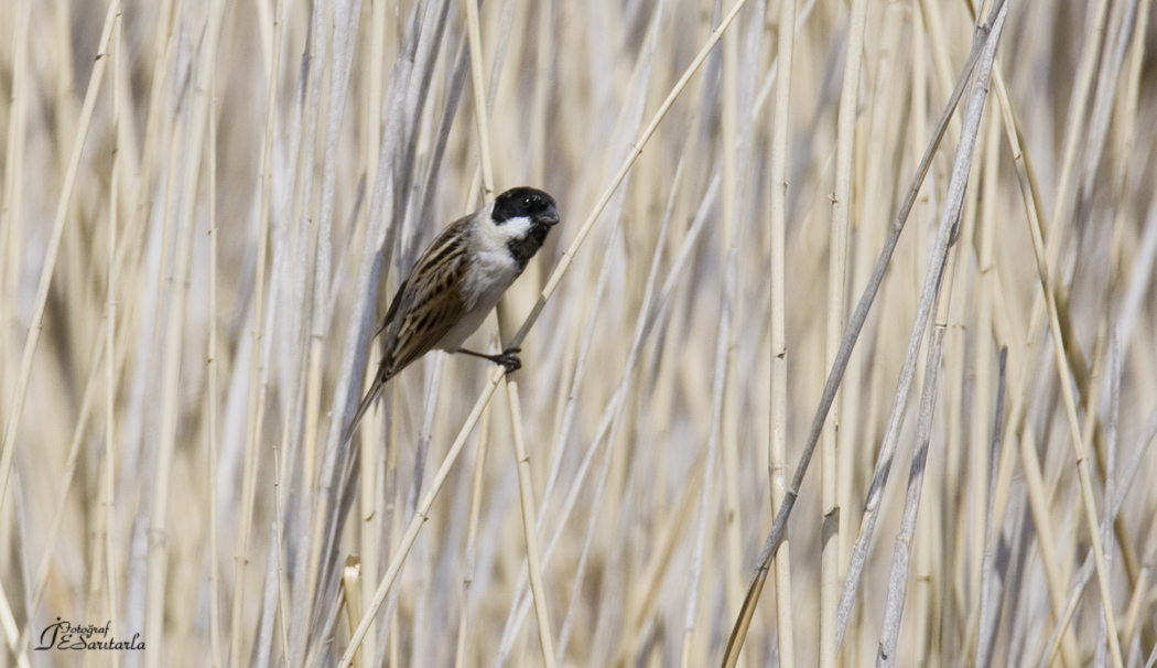 Bataklık Kirazkuşu