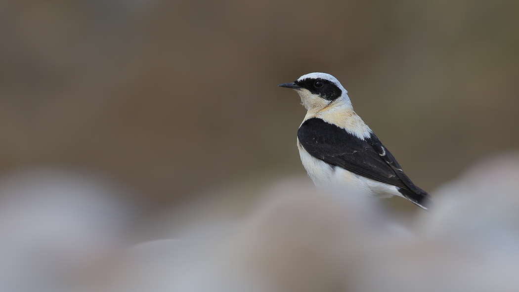Karakulaklı kuyrukkakan