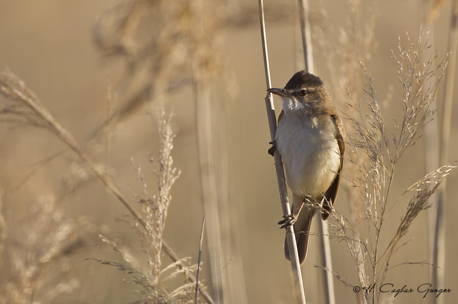Büyük kamışçın