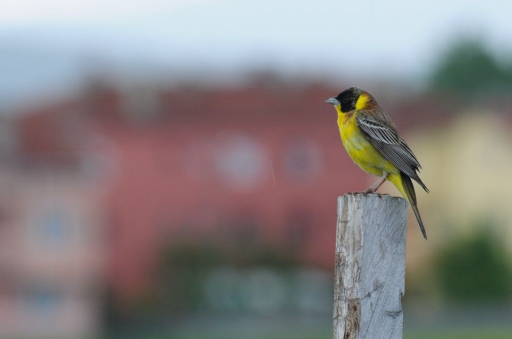 Karabaşlı kirazkuşu