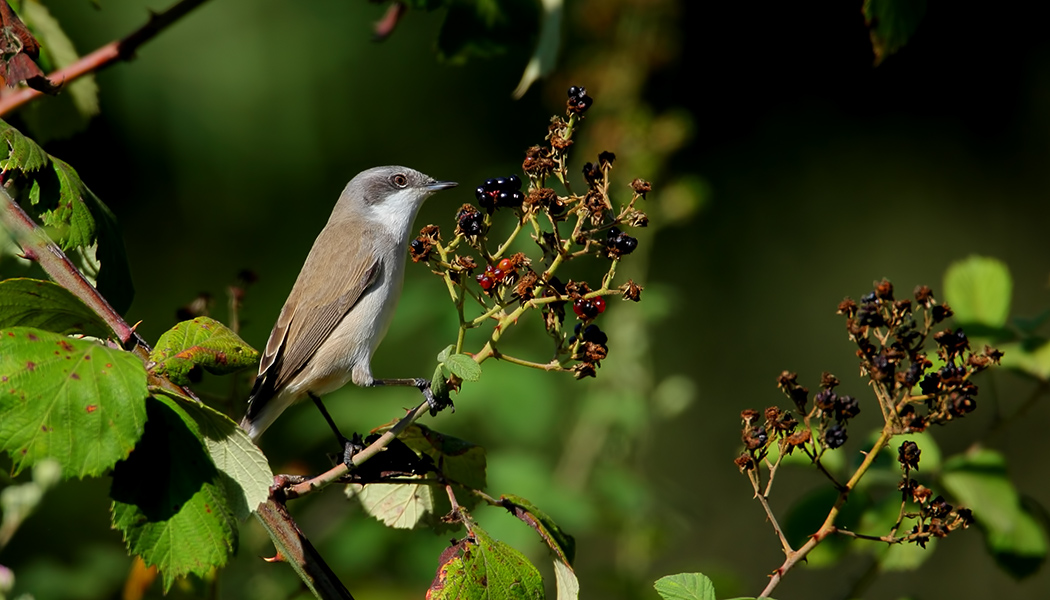 Küçük akgerdanlı ötleğen
