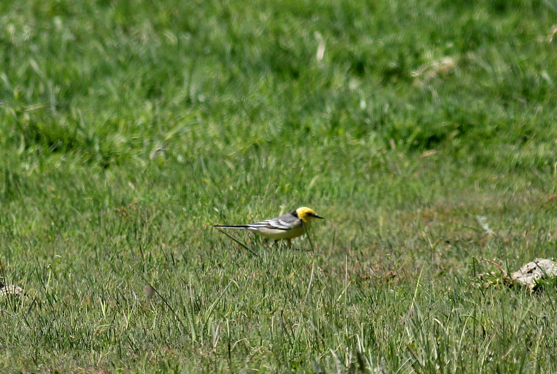 Sarıbaşlı kuyruksallayan