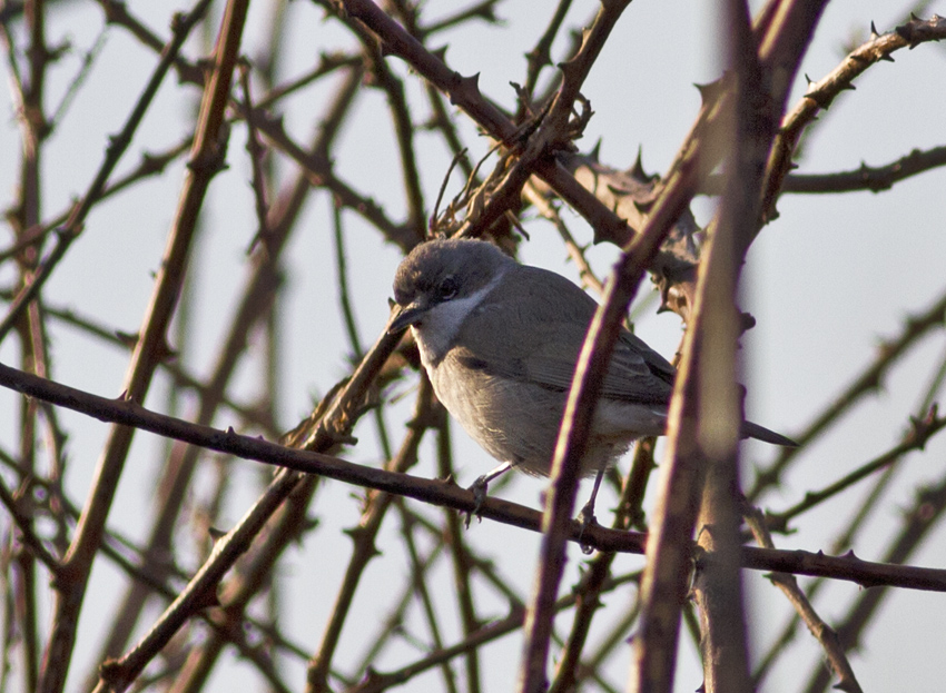 Küçük akgerdanlı ötleğen