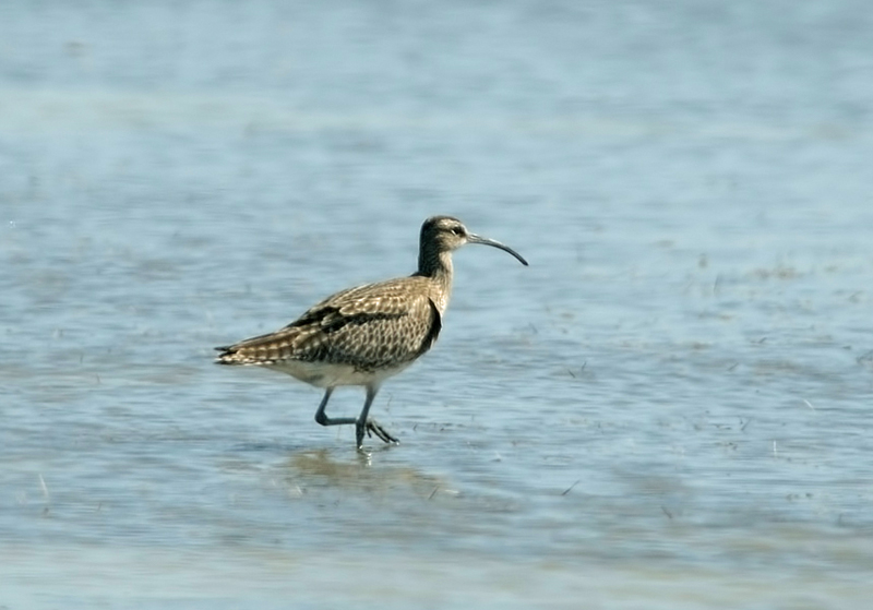 Sürmeli kervançulluğu