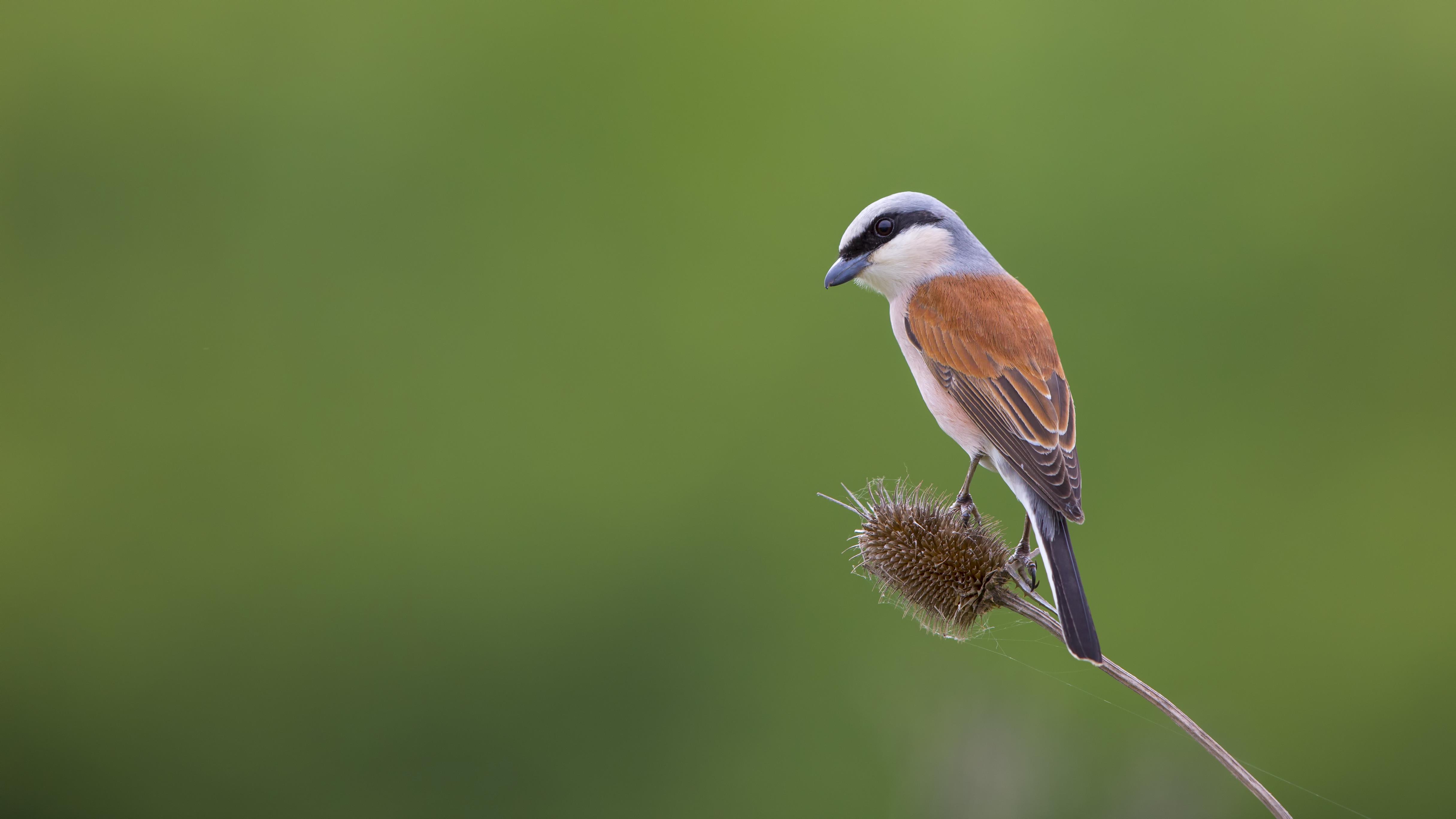 Kızılsırtlı örümcekkuşu