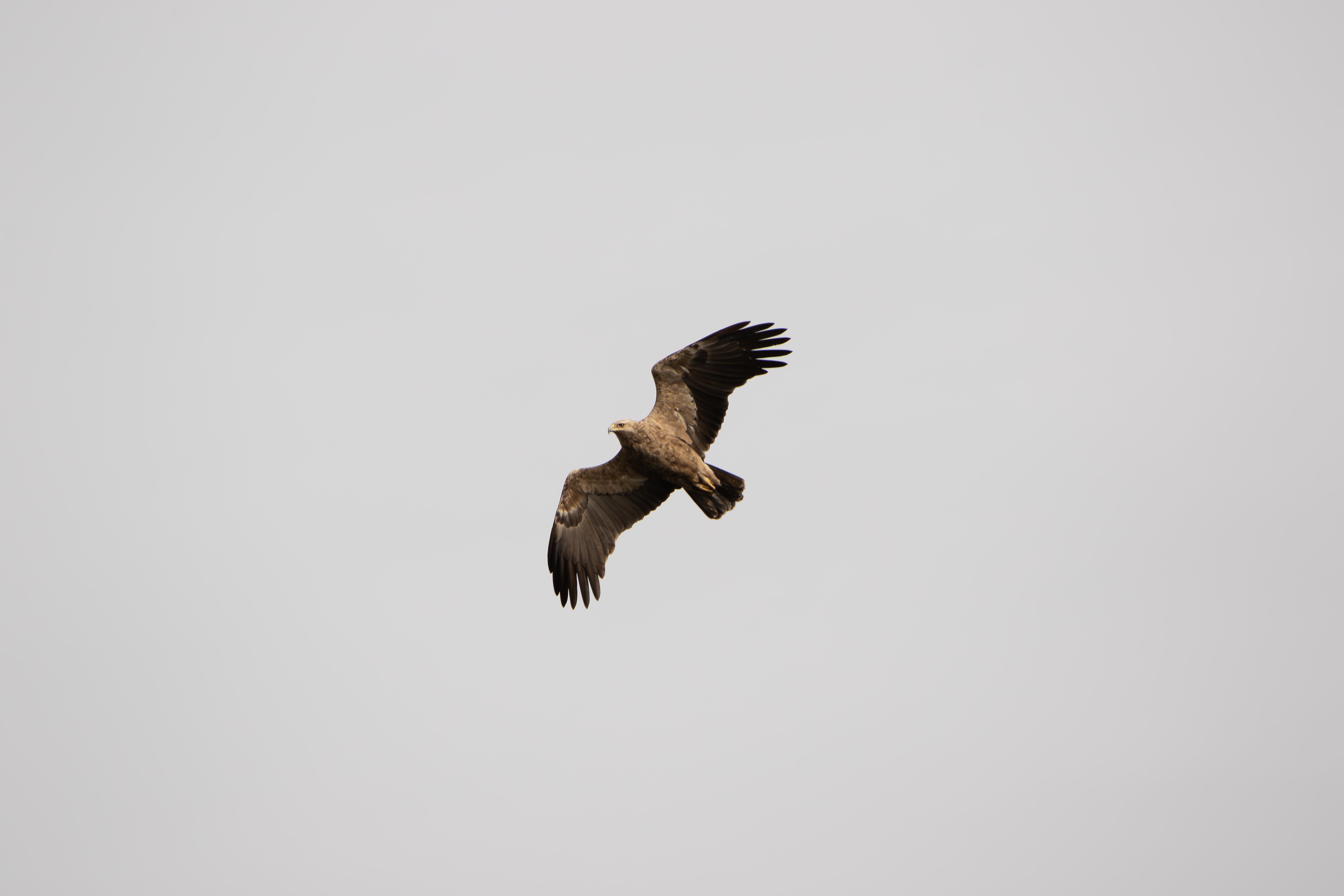 Küçük orman kartalı