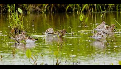 İSTANBUL KUŞÇULARA DAR GELDİ