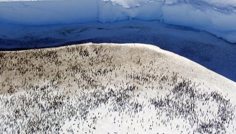 Altı bin yavru penguenin yaşadığı koloni