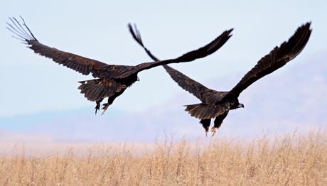 Yönetim Gerede Kararları