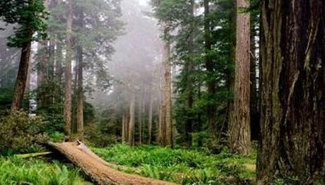 FUKUŞİMA ORMANLARI ZEHİRLEDİ