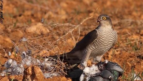 Yaban Hayvanları için Kış Besin Hazırlıkları Başladı