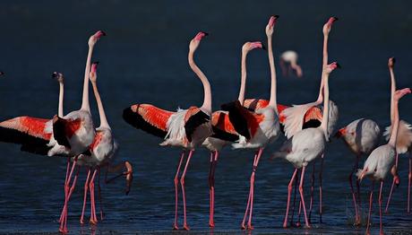 Flamingoların Zaferi...
