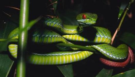 MEKONG BÖLGESİNDE BULUNAN OLAĞANÜSTÜ TÜRLER