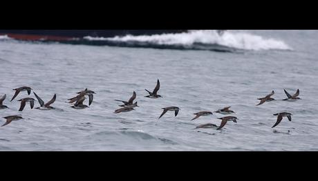 TRAKUS Yelkovan Peşinde