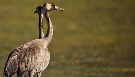 Kuşbank 2012 Yılı Özeti