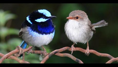 GUGUK KUŞUNA KARŞI PAROLA