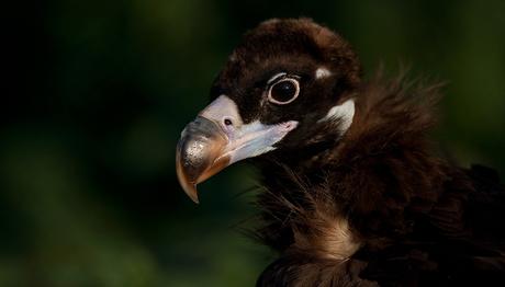 Zehirlenen Kara Akbabayı Yaşatma Çabası