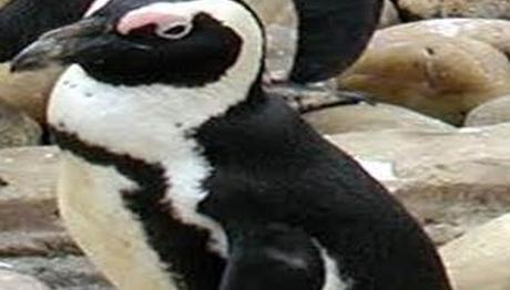 BUZULLAR BEKLENENDEN DAHA HIZLI ERİYOR