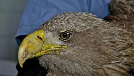 Erzurum Kartal Operasyonu