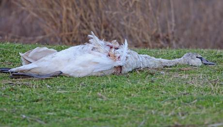 KIRKLARELİ İğneadada Vahşet