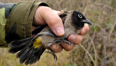 Adana'da yaralı arap bülbülü ilgililere teslim edildi