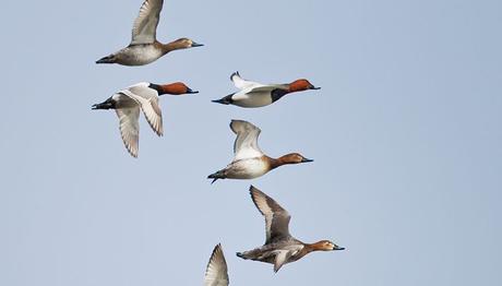 İZNİK GÖLÜ NÜN BALIK VE KUŞ TÜRLERİ BELİRLENDİ