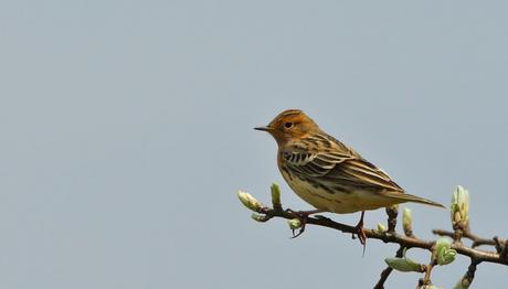 İstanbul'dan nadir göçmen: Kızılgerdanlı İncirkuşu