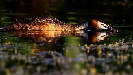 Örnek haber adı gelecek.