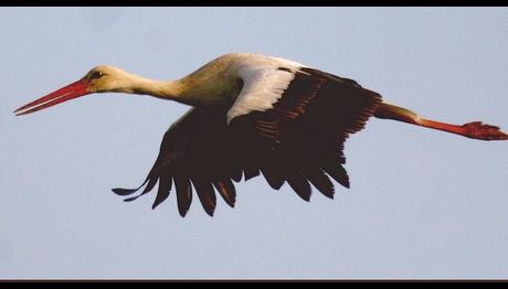 Örnek haber adı gelecek.